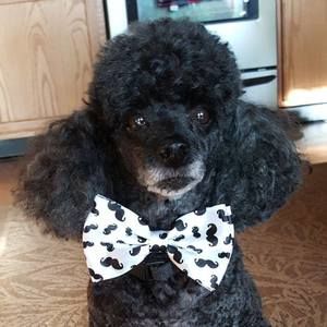 Meet your Posher, Carol